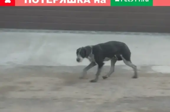Найдена собака на улице Космической