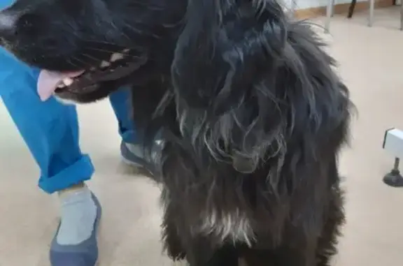 Найдена собака в Якутске, район магазина Светофор