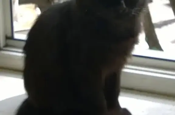 Кошки потеряшки, Москва, фото: Потеряшка кошка Кисюня на Бакунинской 44-48с1!