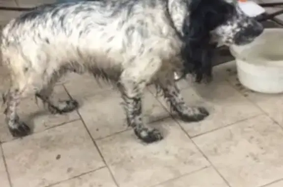 Найденные животные Москва, фото: Найдены 2 спаниеля в Москве, Войковская