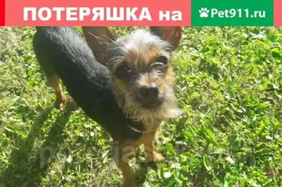 Пропал щенок той-терьер возле геодезической станции в Новосибирске
