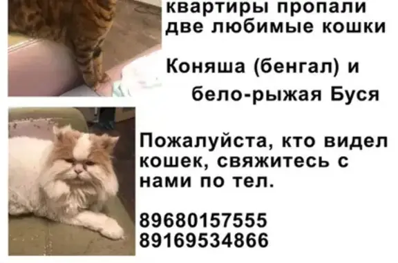 Кошки потеряшки, Москва, фото: Потеряшкаи две кошки в Москве, на Дербеневской.