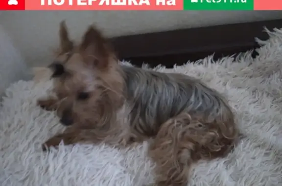 Найдена собака на улице Архитектора Власова, Москва