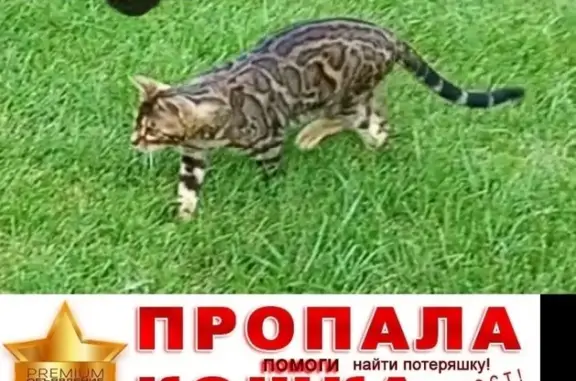 Пропала кошка на улице Мичурина 48