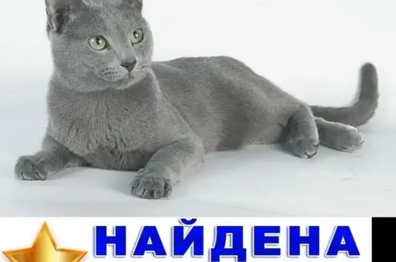 Потерянная русская голубая кошка возле метро Павелецкая