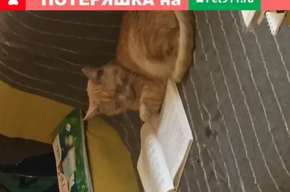 Пропала кошка в Жуковском