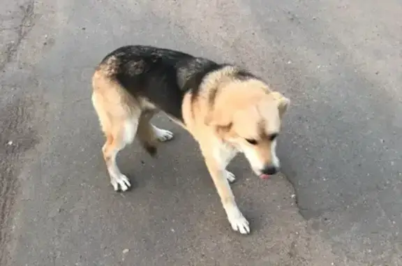 Собака найдена на станции Семлёво.