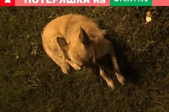 Найдена собака на Сущевском Валу 67