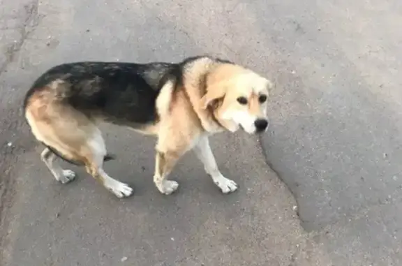 Найдена собака в районе Семлёво, Смоленская область