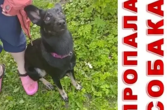 Собаки потеряшки, Москва, фото: Потеряшка собака Каппа на Большой Андроньевской, Москва