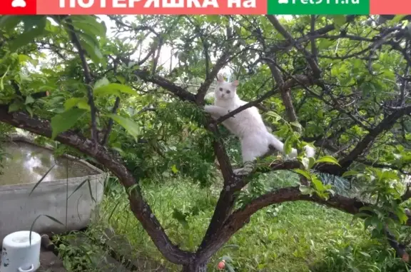Кошки потеряшки, Новосибирск, фото: Потеряшка кошка Юкка на ул. Связистов, 147