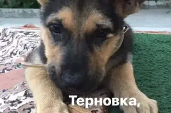 Пропала собака Берта в Терновке, Пенза