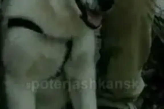 Пропала щенок якутской лайки в Издревой, Новосибирск - помогите!