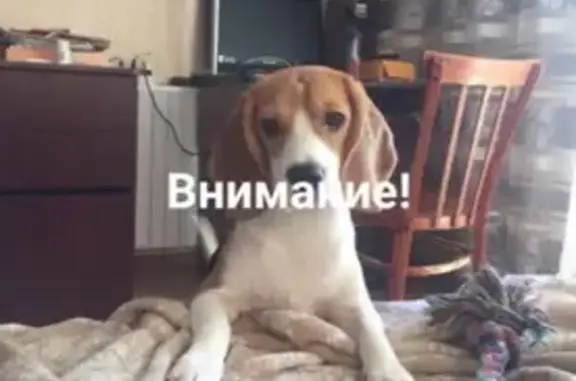 Пропала собака бигль в Каменск-Уральском
