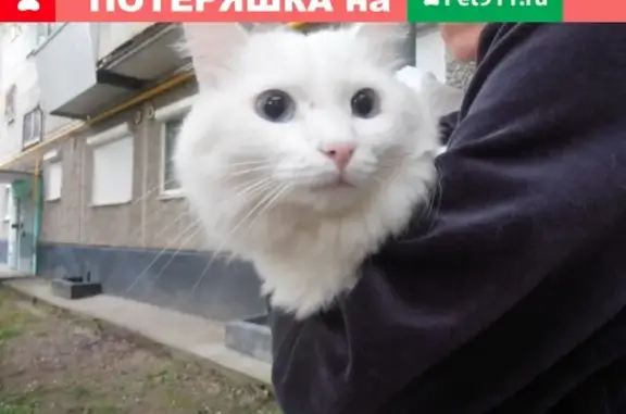Найден белый кот с голубыми глазами (Крауля, 8-10, Екатеринбург)