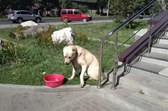 Собака с шовом на пересечении Анатолия/Комсомольский