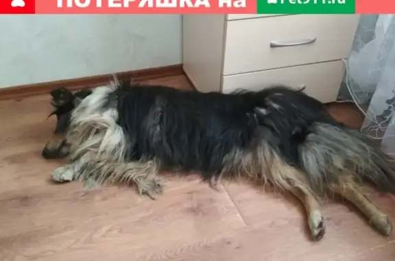 Найдена собака породы колли в Оренбурге