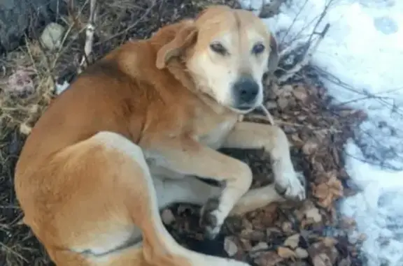 Пропала собака в Архангельском районе, Республика Башкортостан