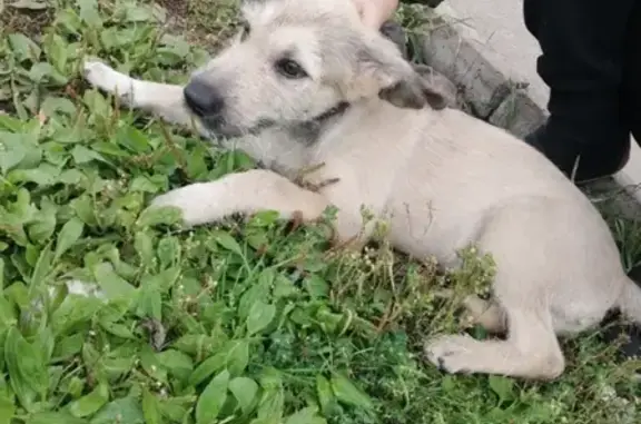 Найдена собака на Комсомольской 45, звоните