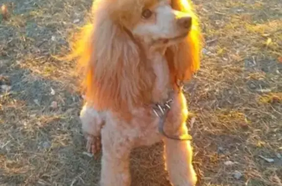 Пропала собака в Баранголе, Республика Алтай