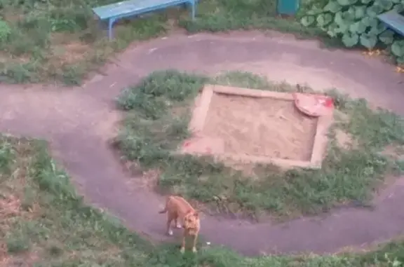 Найдена собака в Зеленой роще, р-н Ульяновского