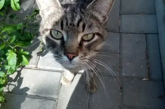 Найдена домашняя кошка на ул. Рылеева