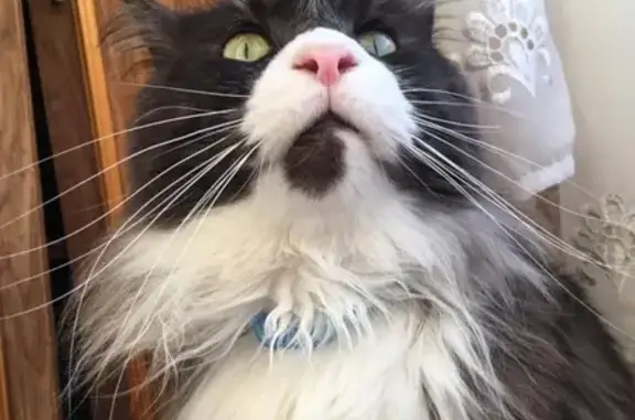 Кошки потеряшки, село санатория Алкино, фото: Потеряшка кошка по ул. Рабочая в селе Санатория Алкино