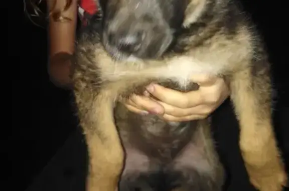Найден щенок на ул. Нахимова, Кемерово