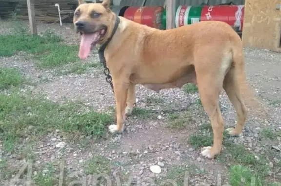 Потеряна собака в Нальчике, Россия