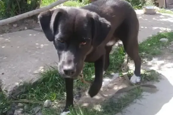 Пропала собака Граф в Малоярославце