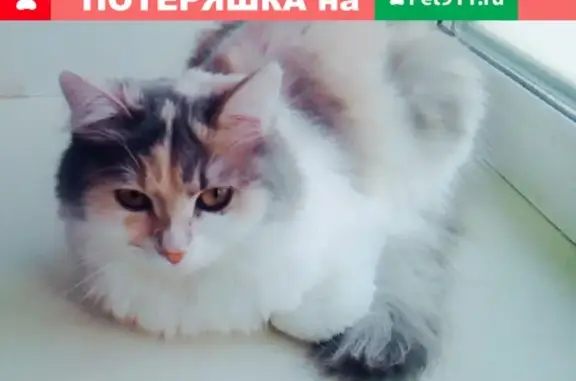 Пропала кошка в Магнитогорске на Индустриальной