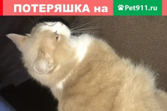 Пропала кошка в Балашихе на Ул. Советской 56, отзывается на имя Васька