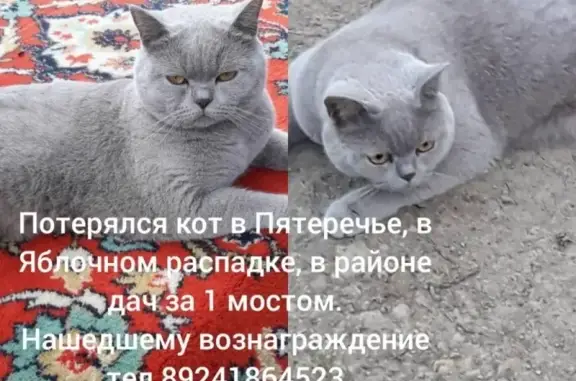 Пропала кошка Карди в с. Пятиречье, Сахалинская область