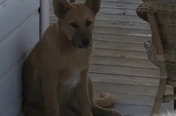 Найдена собака в Клине, Голиково https://vk.com/sobolyukmasha