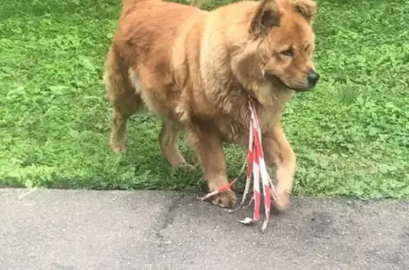 Найдена собака, Москва, фото: Найдена собака в Москве, р-н Лефортово, ищем хозяина
