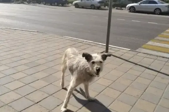 Найдена собака на остановке в центре (Белгород)