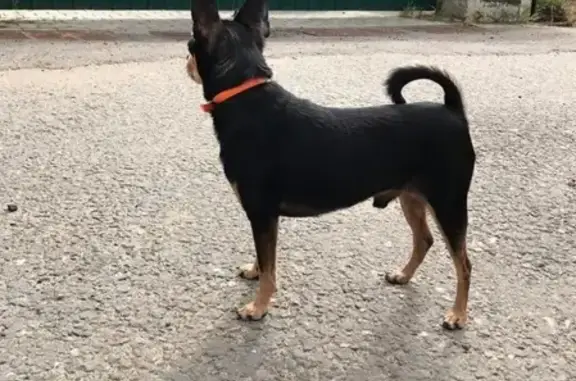 Найдена собака в СНТ Булатниково, ищем хозяев