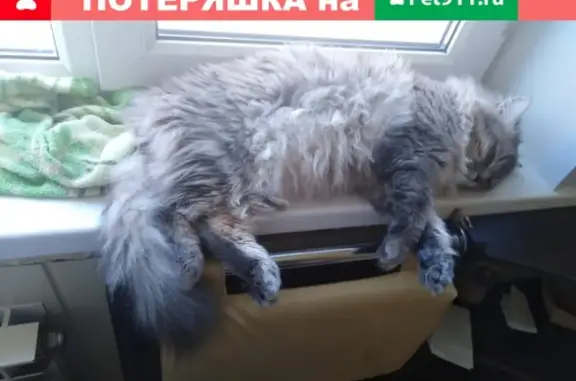 Найден кот в районе Ярослава Иванова 3