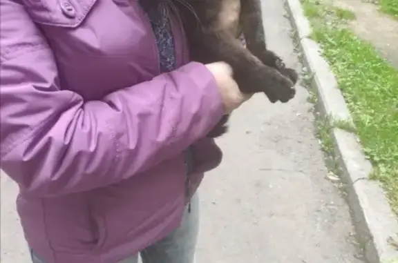 Найден черный кот возле Дворца Молодежи, Екатеринбург