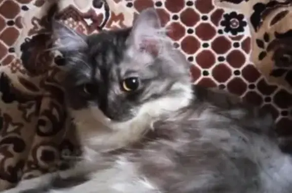 Пропала кошка Чита в Малиновке, Йошкар-Ола.