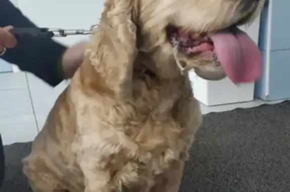 Собака породы Спаниель найдена в Дубках, Московская область.