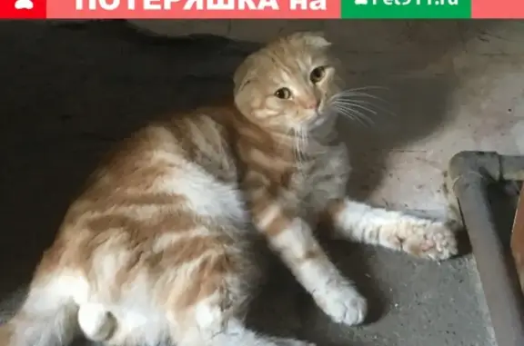 Найден домашний кот в районе 2 вокзала, Армавир