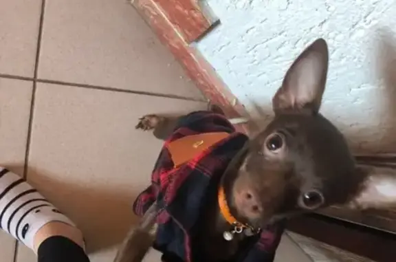 Собаки потеряшки, Курган, фото: Потеряшка собака Тайсон на фестивальной 34, Район западный, Курган.