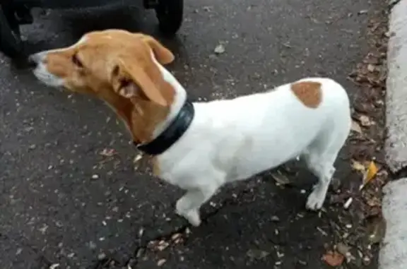 Собака найдена на улице Монтажников в Оренбурге.