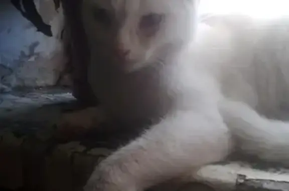 Найдена белая кошка на пр. Металлургов 33
