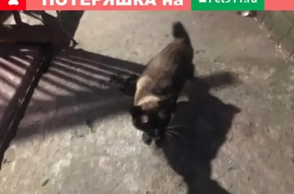 Найден кот на ул. Бестужевская, СПб