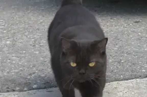 Пропала шоколадная британская кошка на ул. Сочинская, вознаграждение.
