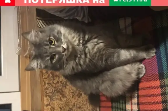 Пропал кот в СНТ Восход, Железноводск