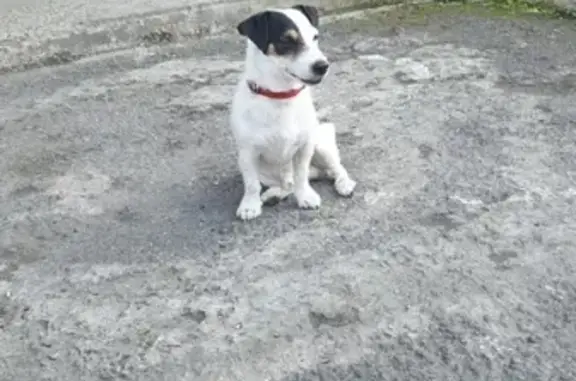 Пропала собака в Новокузнецке: джек-рассел-терьер, 3 года, кобель