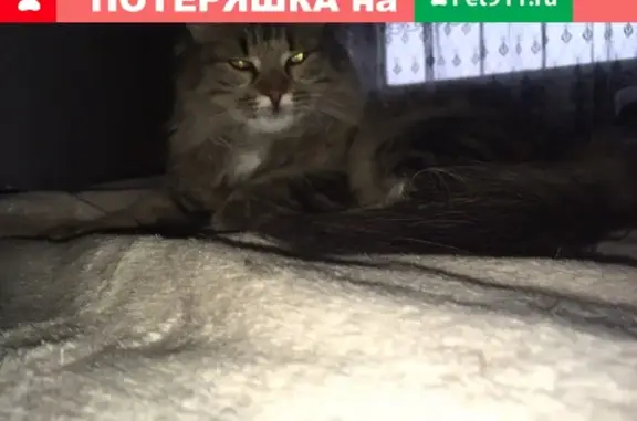 Пропала кошка в Ленинск-Кузнецком на Кирова-Чекмарева